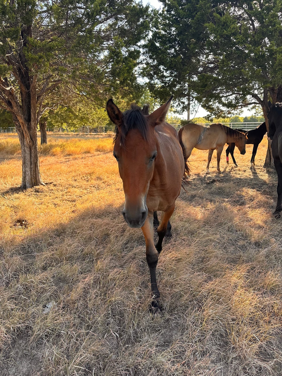 Walking up to say hello.