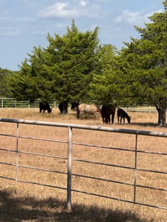 The herd grazing under the cedars.