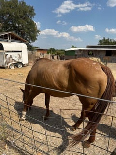 Meche standing in a dirt lot beside a stock trailer