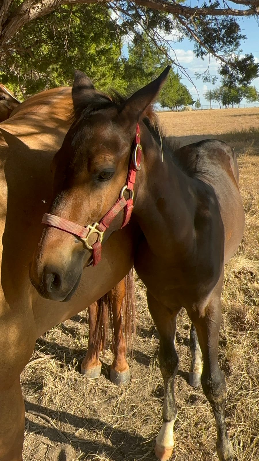 Red halter, evening light.