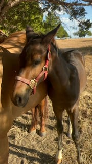 Red halter, evening light.