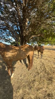 Two of the herd in the last of the light.