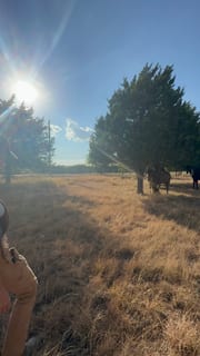 Evening light through the cedars.