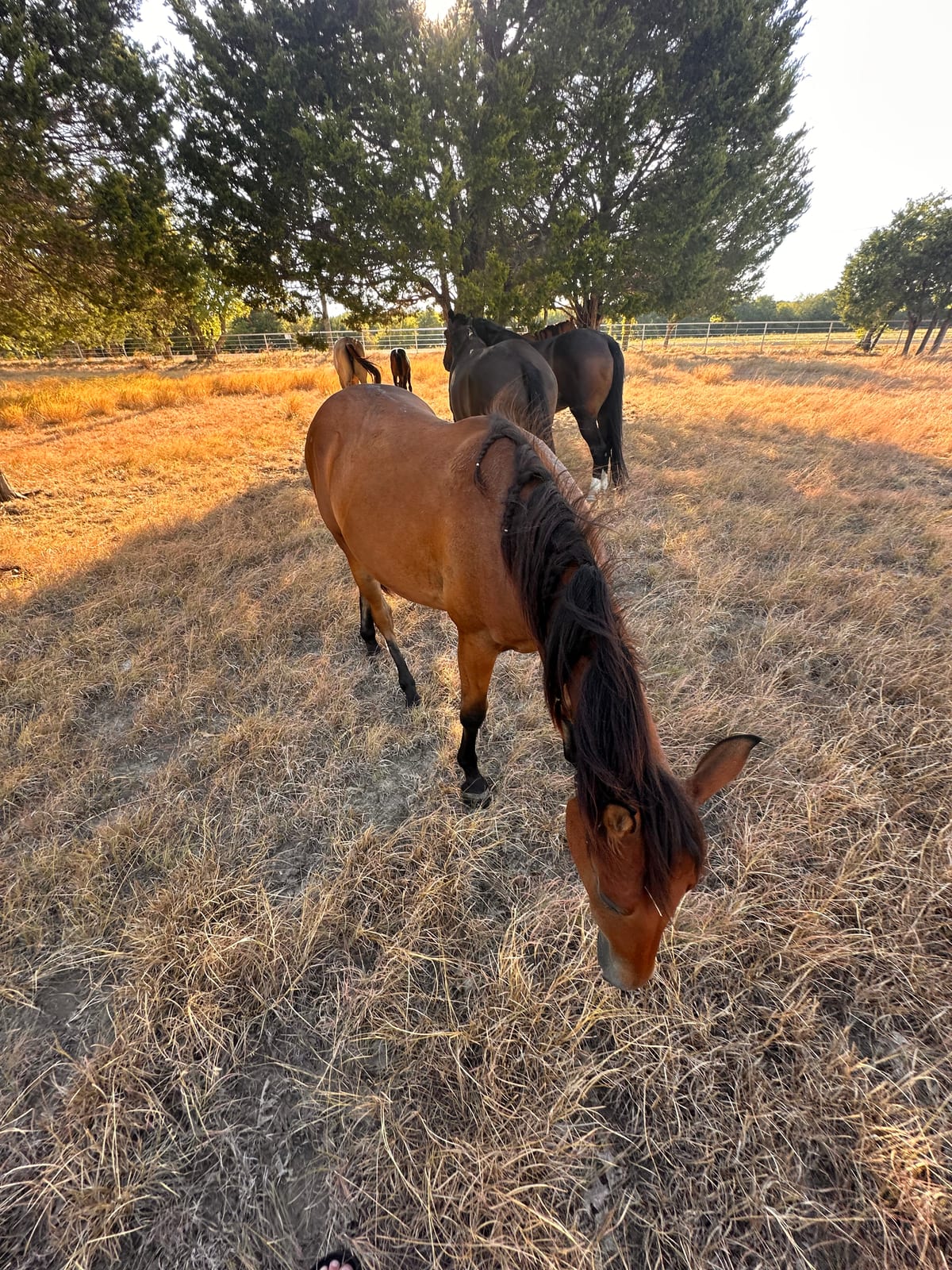 Heading out across the pasture.