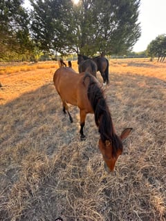Heading out across the pasture.