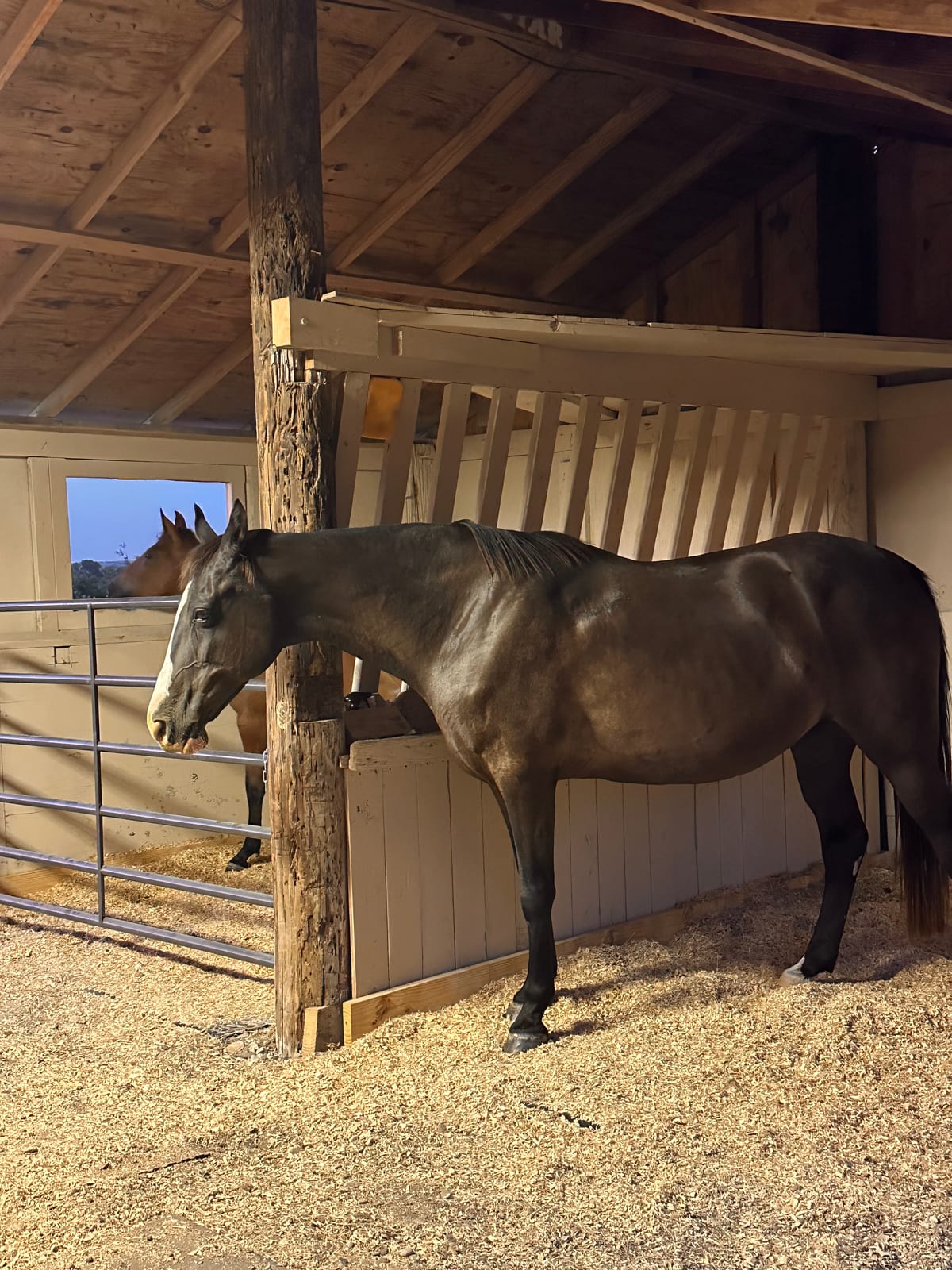 A dark horse standing in an open barn stall