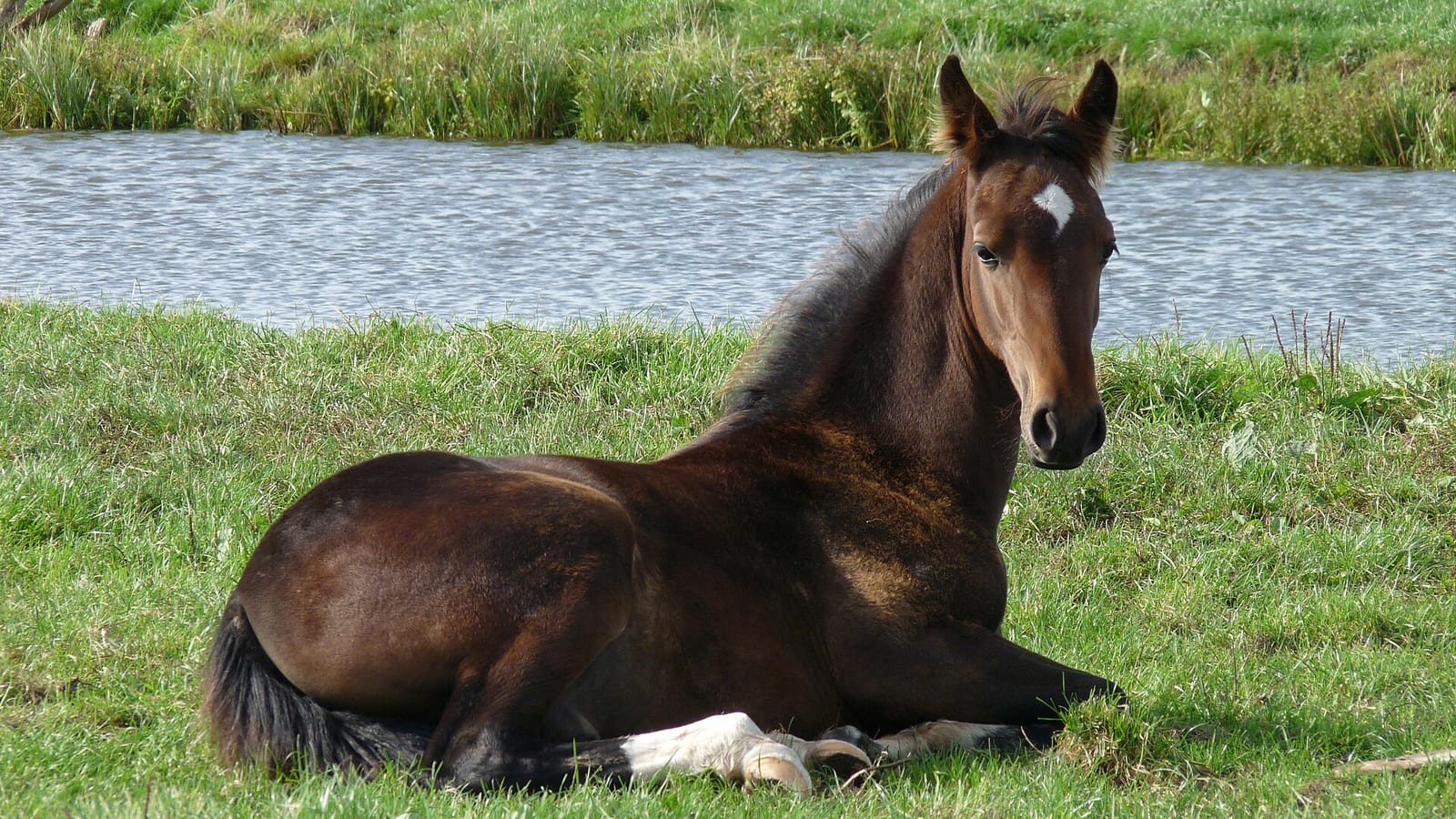 Meche's colt