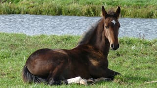 A bay foal lying in grass, used as a stand-in photo